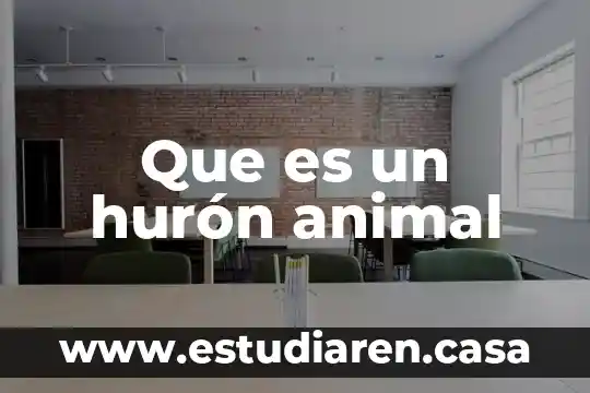 Que es un hurón animal