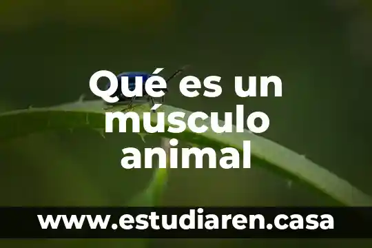 Qué es un músculo animal