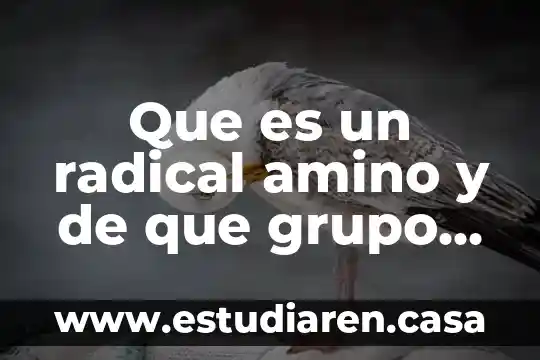 Yahoo que es un grupo 3 Que es un radical amino y de que grupo organico