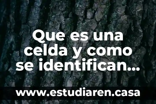 Que es celda en tecnologia 7 Que es una celda y como se identifican en excel
