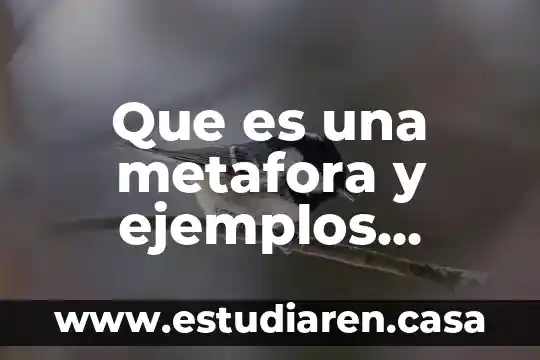 Que es una camara frontal en un celular 7 Que es una metafora y ejemplos yahoo