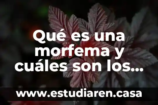 Que es una url y cuales son sus partes 8 Qué es una morfema y cuáles son los elementos dramáticos