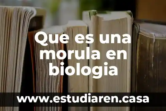 Que es una morula en biologia