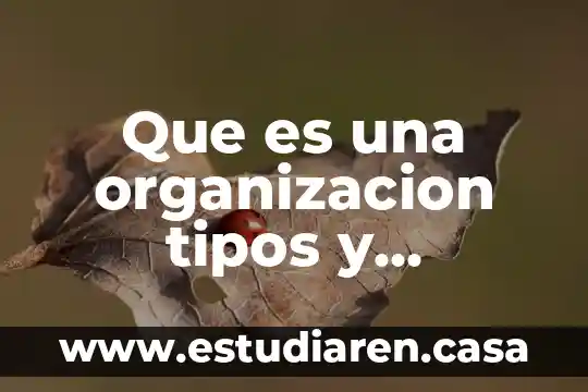 Que es una organizacion tipos y funciones en administracion