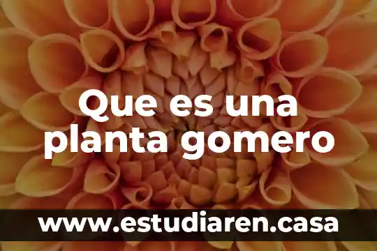 Vainilla planta que es 3 Que es una planta gomero
