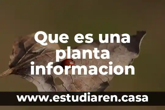 En arquitectura que es una planta 8 Que es una planta informacion