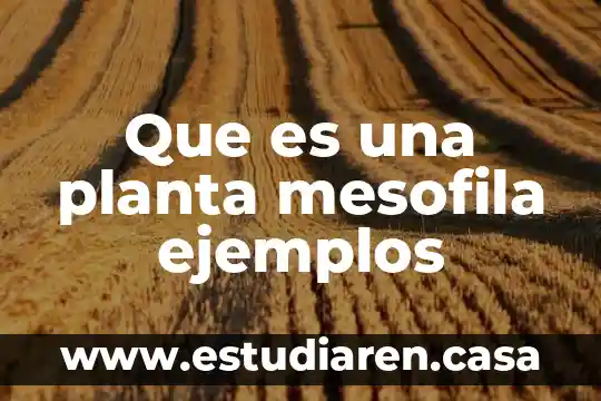 Que es una planta mesofila ejemplos