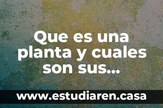 Que es una planta y cuales son sus cuidados