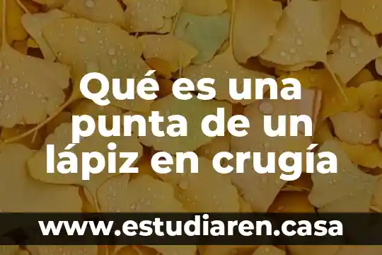 Que es la punta de lomo 7 Qué es una punta de un lápiz en crugía