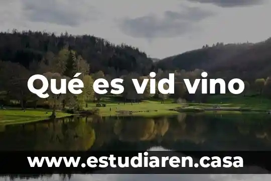 Qué es la condición de vid 3 Qué es vid vino