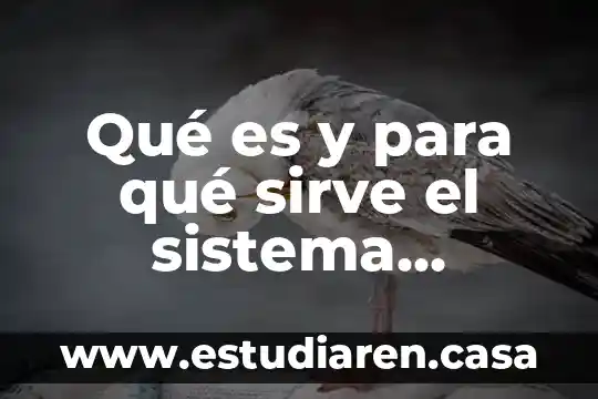 Qué es el aparato reproductor masculino definición 3 Qué es y para qué sirve el sistema reproductor masculino