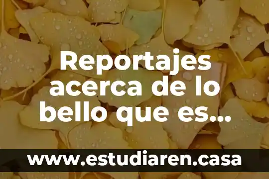 Que es el arte bello 6 Reportajes acerca de lo bello que es México