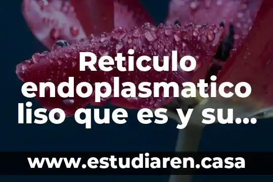 Reticulo endoplasmatico liso que es y su funcion 22 Reticulo endoplasmatico liso que es y su funcion
