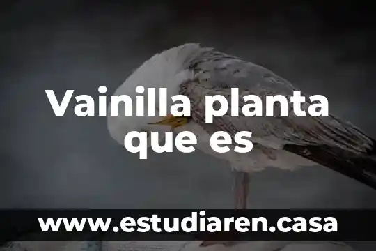 Cardamomo que es una planta o semilla 7 Vainilla planta que es